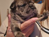 Femelles Bouledogues Français à vendre