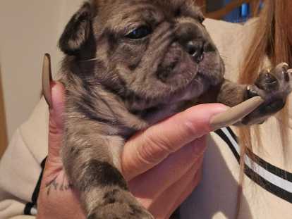 Femelles Bouledogues Français à vendre