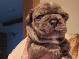 Femelles Bouledogues Français à vendre