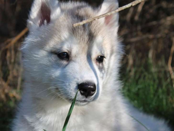 5 chiots Husky Sibérien LOF à réserver, 4 mâles et 1 femelle, nés en février 2026