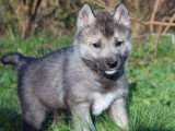 5 chiots Husky Sibérien LOF à réserver, 4 mâles et 1 femelle, nés en février 2026