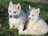5 chiots Husky Sibérien LOF à réserver, 4 mâles et 1 femelle, nés en février 2026