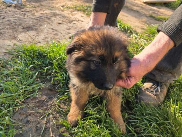 2 femelles Berger Allemand à vendre, poil mi-long, nées en janvier 2026