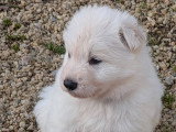 Chiots Berger Blanc Suisse LOF à vendre