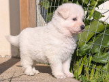 Chiots Berger Blanc Suisse LOF à vendre