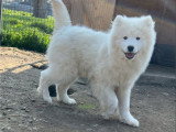 Mâle Samoyède LOF à vendre, né en octobre 2025