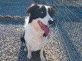 Border Collie mâle adulte à vendre, 5 ans, castré, calme et câlin