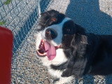 Border Collie mâle adulte à vendre, 5 ans, castré, calme et câlin