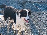 Border Collie mâle adulte à vendre, 5 ans, castré, calme et câlin