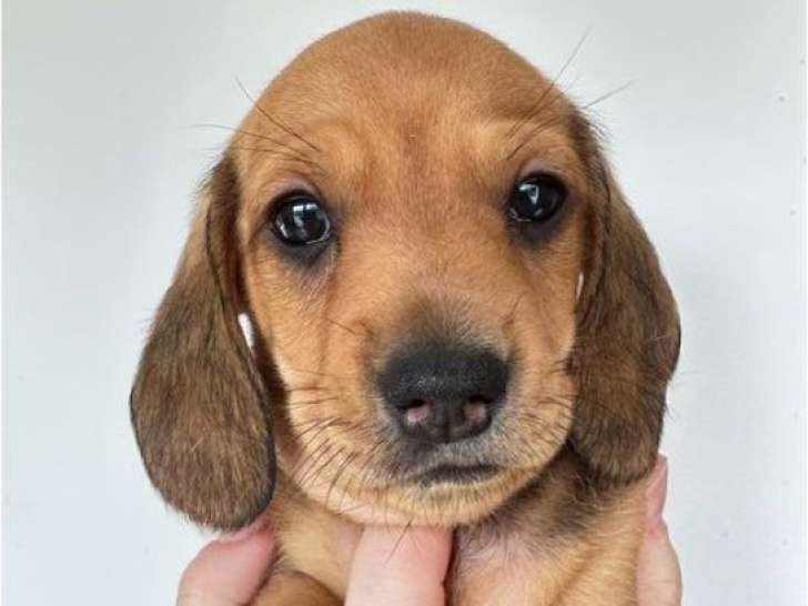 3 chiots Teckel poils ras à réserver, nés en février 2026