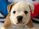 5 chiots Bulldog Continental LOF à réserver, 3 mâles et 2 femelles, nés en février 2026