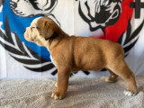 5 chiots Bulldog Continental LOF à réserver, 3 mâles et 2 femelles, nés en février 2026