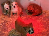 5 chiots Bulldog Continental LOF à réserver, 3 mâles et 2 femelles, nés en février 2026