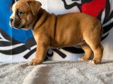 5 chiots Bulldog Continental LOF à réserver, 3 mâles et 2 femelles, nés en février 2026