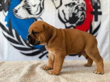 5 chiots Bulldog Continental LOF à réserver, 3 mâles et 2 femelles, nés en février 2026