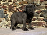 4 chiots Cane Corso LOF à réserver, 2 mâles et 2 femelles, nés en janvier 2026