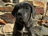 4 chiots Cane Corso LOF à réserver, 2 mâles et 2 femelles, nés en janvier 2026