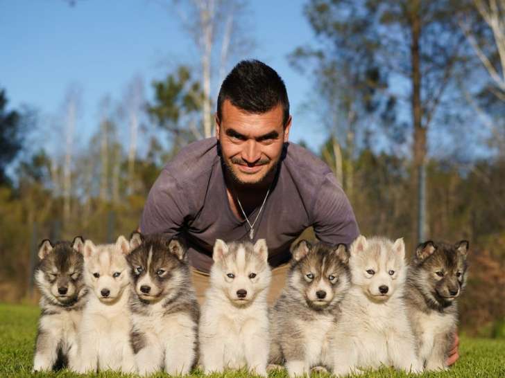 7 chiots Husky LOF à réserver, 4 mâles et 3 femelles, nés en février 2026