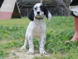 2 chiots Setter Anglais à vendre, non LOF, nés en janvier 2026
