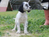 2 chiots Setter Anglais à vendre, non LOF, nés en janvier 2026