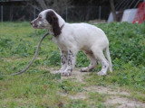 2 chiots Setter Anglais à vendre, non LOF, nés en janvier 2026