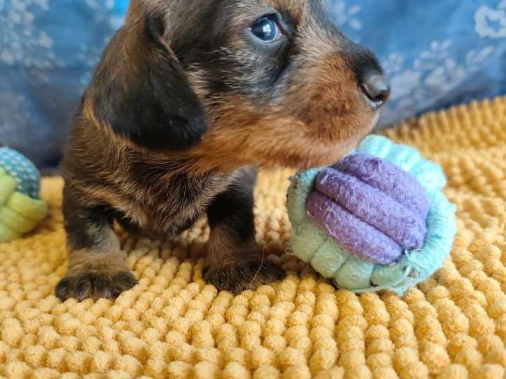 7 chiots Teckel Nain Poil Dur à réserver, mâles et femelles sanglier et noir et feu, nés en mars 2026