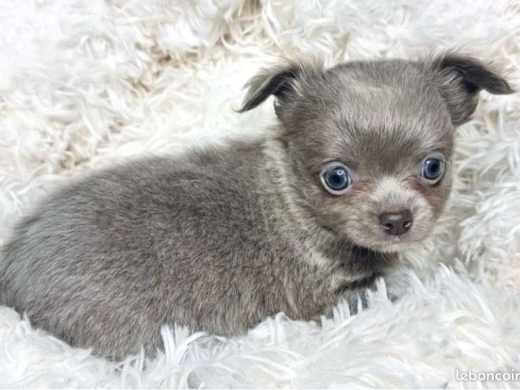 2 mâles Chihuahua poils longs à réserver, lilas lavande, nés en février 2026, disponibles avril