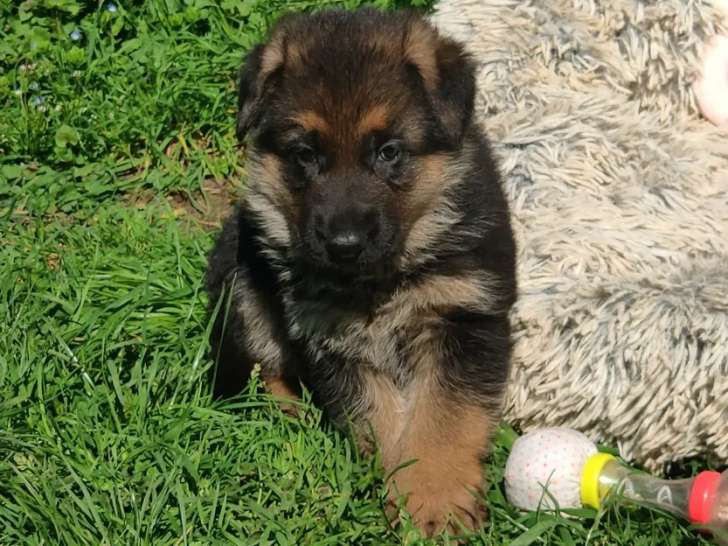 Chiot Berger Allemand LOF à réserver, femelle, née en février 2026, disponible mi-avril