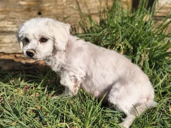 Femelle Bichon Maltais adulte à vendre, retraitée d’élevage, née en juillet 2020