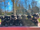 2 chiots Schnauzer Nain mâles à réserver, nés en février 2026, curieux et joueurs