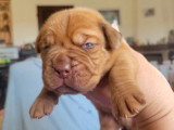 6 mâles Dogue de Bordeaux LOF à réserver, fauve masque marron, nés en mars 2026, disponibles mai