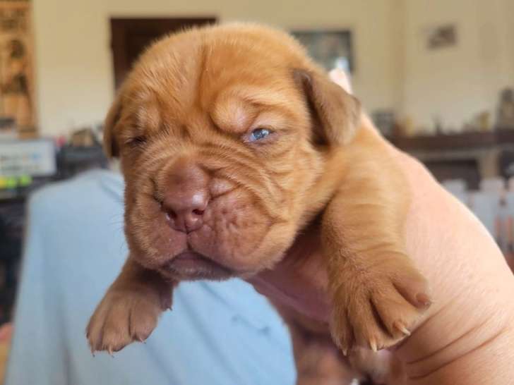6 mâles Dogue de Bordeaux LOF à réserver, fauve masque marron, nés en mars 2026, disponibles mai