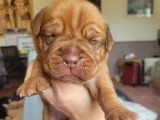 6 mâles Dogue de Bordeaux LOF à réserver, fauve masque marron, nés en mars 2026, disponibles mai