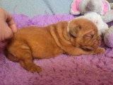 6 mâles Dogue de Bordeaux LOF à réserver, fauve masque marron, nés en mars 2026, disponibles mai