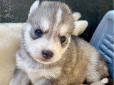 6 chiots Husky LOF à réserver, 1 mâle et 5 femelles, nés en février 2026, disponibles