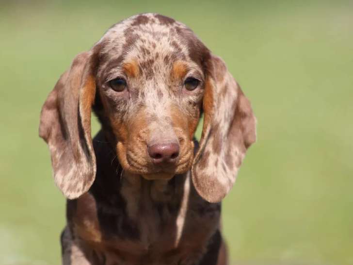Femelle Teckel Poil Ras LOF à vendre, arlequine chocolat & tan, née en novembre 2025, disponible