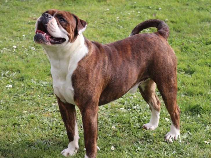 Mâle Bulldog Continental LOF pour saillie, bringé à panachures blanches, né en avril 2023