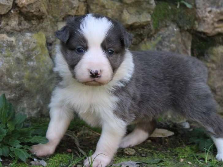 8 chiots Border Collie non LOF à réserver, mâles et femelles, nés en février 2026, disponibles avril