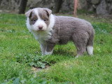 8 chiots Border Collie non LOF à réserver, mâles et femelles, nés en février 2026, disponibles avril