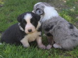 8 chiots Border Collie non LOF à réserver, mâles et femelles, nés en février 2026, disponibles avril
