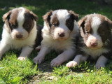 8 chiots Border Collie non LOF à réserver, mâles et femelles, nés en février 2026, disponibles avril