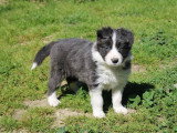 8 chiots Border Collie non LOF à réserver, mâles et femelles, nés en février 2026, disponibles avril