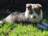 8 chiots Border Collie non LOF à réserver, mâles et femelles, nés en février 2026, disponibles avril