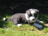 8 chiots Border Collie non LOF à réserver, mâles et femelles, nés en février 2026, disponibles avril