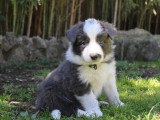8 chiots Border Collie non LOF à réserver, mâles et femelles, nés en février 2026, disponibles avril
