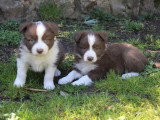 8 chiots Border Collie non LOF à réserver, mâles et femelles, nés en février 2026, disponibles avril