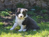 8 chiots Border Collie non LOF à réserver, mâles et femelles, nés en février 2026, disponibles avril