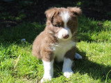 8 chiots Border Collie non LOF à réserver, mâles et femelles, nés en février 2026, disponibles avril