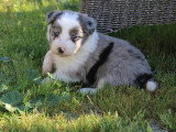 8 chiots Border Collie non LOF à réserver, mâles et femelles, nés en février 2026, disponibles avril