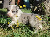 8 chiots Border Collie non LOF à réserver, mâles et femelles, nés en février 2026, disponibles avril